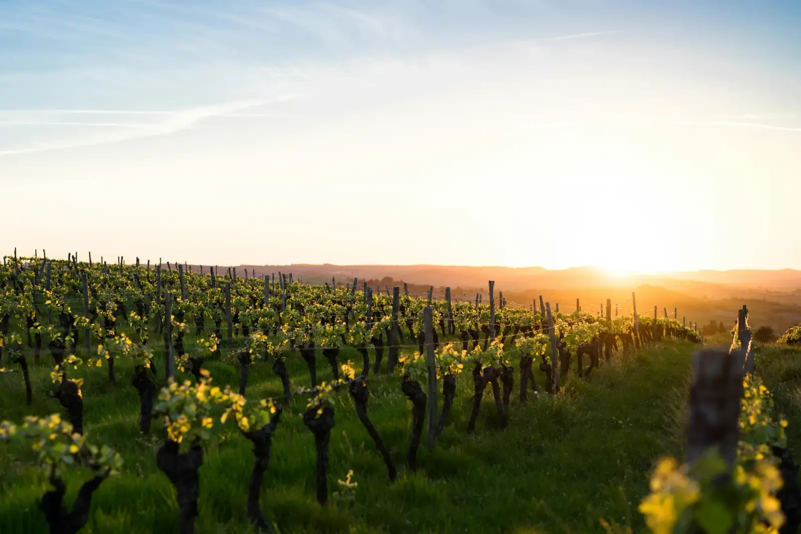 Oliveto al tramonto